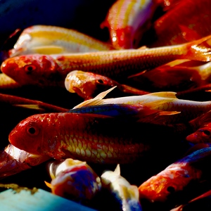 Petits poissons rouges sur un étal - France  - collection de photos clin d'oeil, catégorie animaux